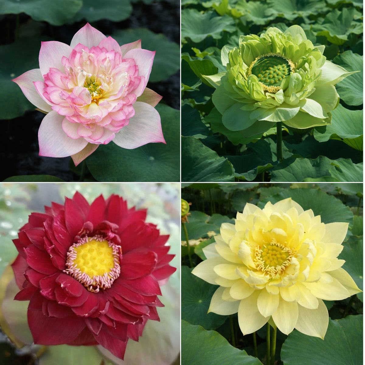 5+ Rare Seeds - Mix Lotus Seeds, Edible Seeds & Roots