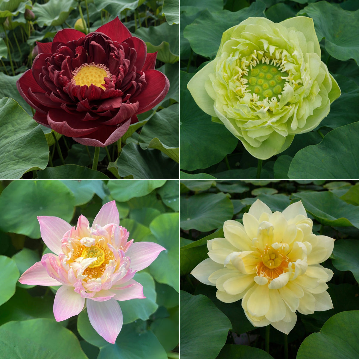 5+ Rare Seeds - Mix Lotus Seeds, Edible Seeds & Roots