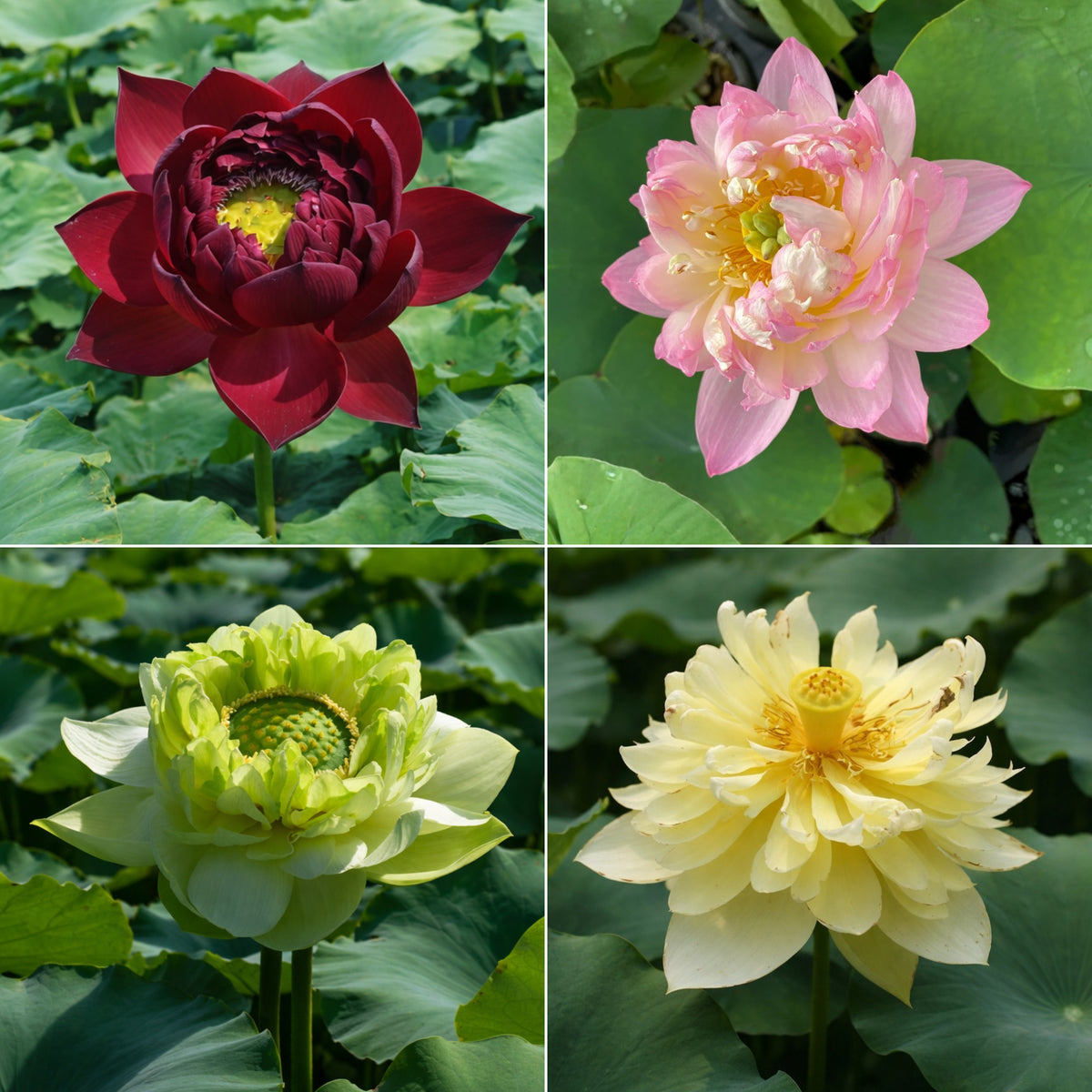 5+ Rare Seeds - Mix Lotus Seeds, Edible Seeds & Roots
