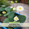 5+ Rare Seeds| Snow White Lotus seeds- Micro/ Tea Cup Lotus - Indian Lotus (Nelumbo nucifera) Seeds - Water Plant Seeds- Bean of India- Egyptian Lotus - Aquatic perennial- Fragrant flowers - Ornamental Pond & Container Plant#Q070