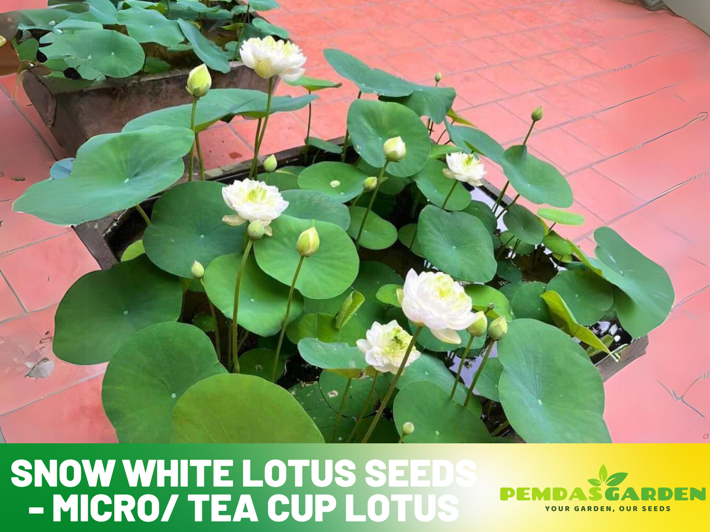 indoor mini lotus plant 5+ Rare Seeds| Snow White Lotus seeds- Micro/ Tea Cup Lotus