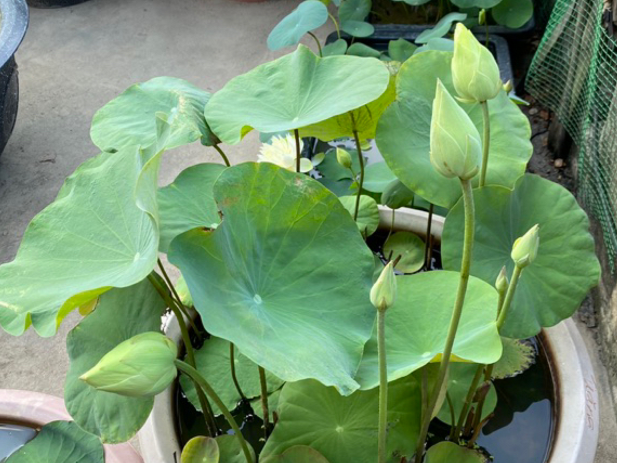 5+ Rare Seeds| Snow White Lotus seeds- Micro/ Tea Cup Lotus - Indian Lotus (Nelumbo nucifera) Seeds #Q070