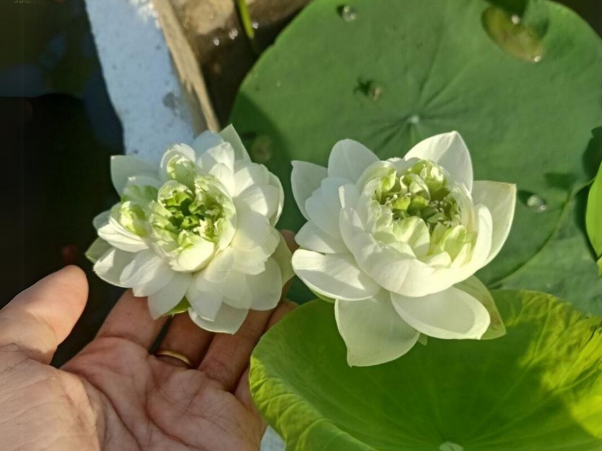 5+ Rare Seeds| Snow White Lotus seeds- Micro/ Tea Cup Lotus - Indian Lotus (Nelumbo nucifera) Seeds #Q070