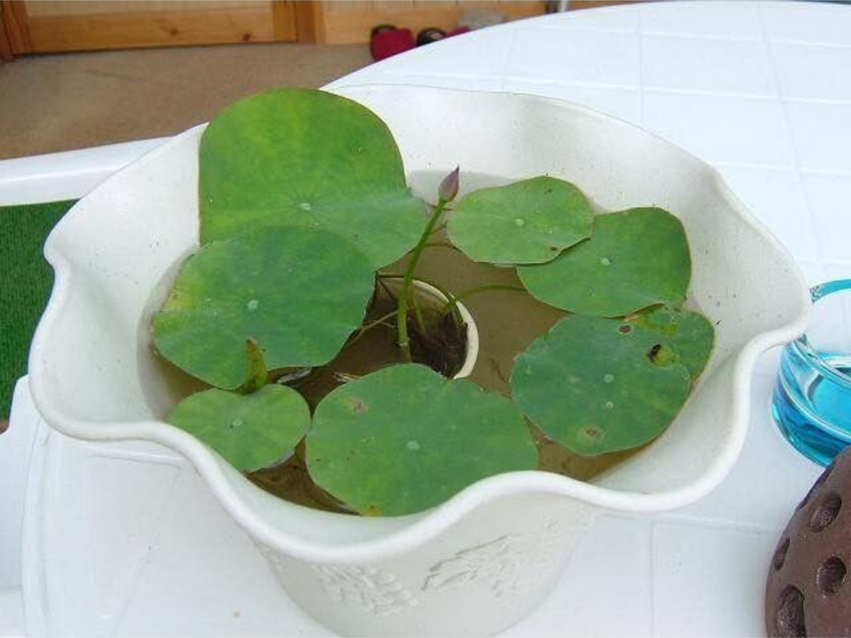 5+ Rare Seeds| Snow White Lotus seeds- Micro/ Tea Cup Lotus - Indian Lotus (Nelumbo nucifera) Seeds #Q070