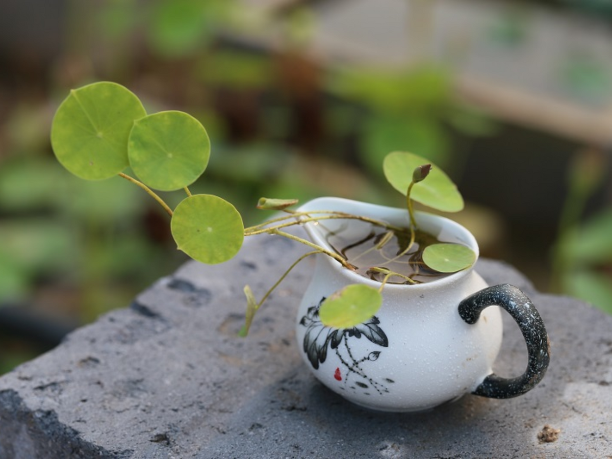 5+ Rare Seeds| Snow White Lotus seeds- Micro/ Tea Cup Lotus - Indian Lotus (Nelumbo nucifera) Seeds #Q070