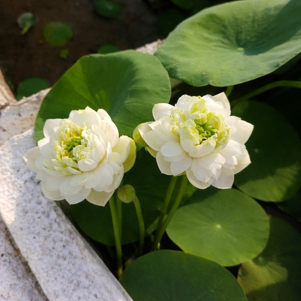 5+ Rare Seeds - Snow White Lotus Seeds, Micro/ Tea Cup Lotus