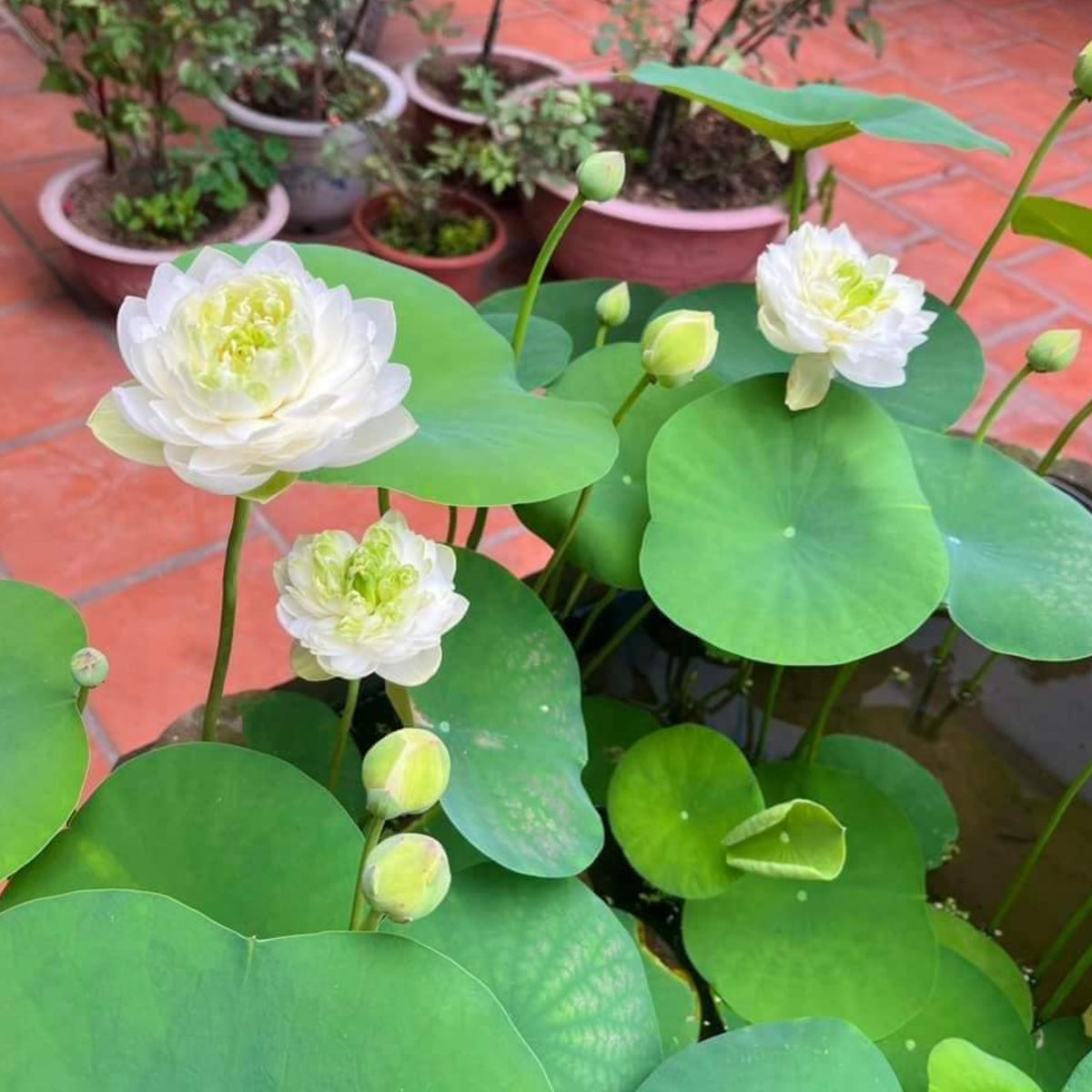 5+ Rare Seeds - Snow White Lotus Seeds, Micro/ Tea Cup Lotus