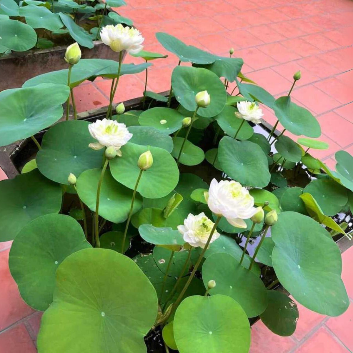 5+ Rare Seeds - Snow White Lotus Seeds, Micro/ Tea Cup Lotus
