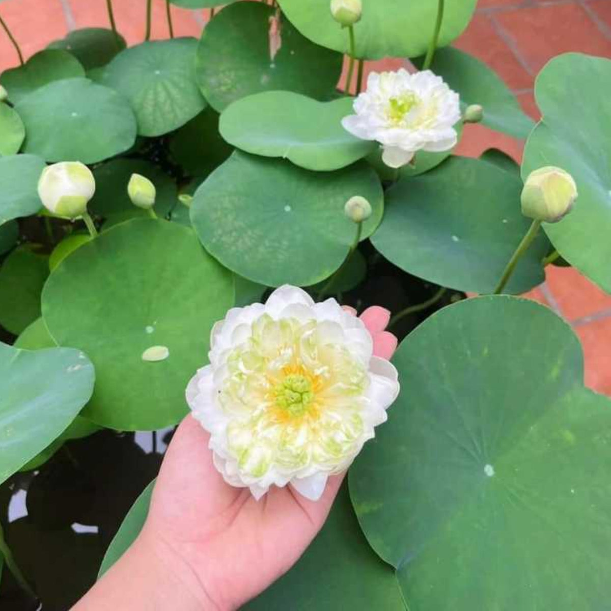 5+ Rare Seeds - Snow White Lotus Seeds, Micro/ Tea Cup Lotus