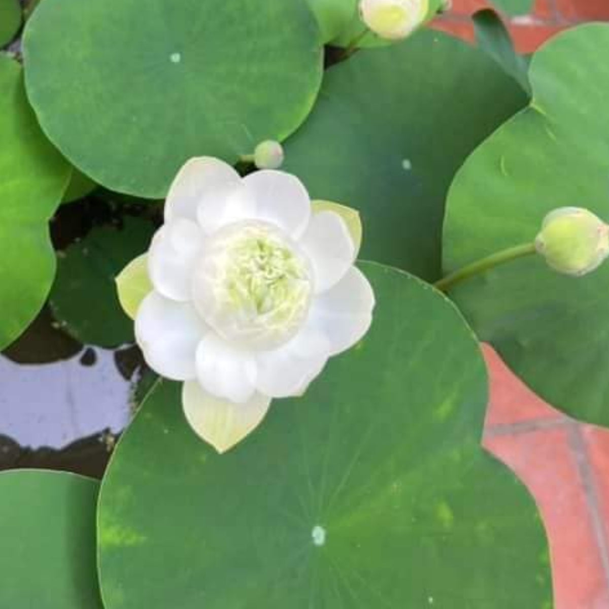 5+ Rare Seeds - Snow White Lotus Seeds, Micro/ Tea Cup Lotus