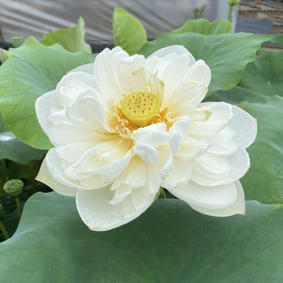 5+ Rare Seeds - Snow White Lotus Seeds, Micro/ Tea Cup Lotus