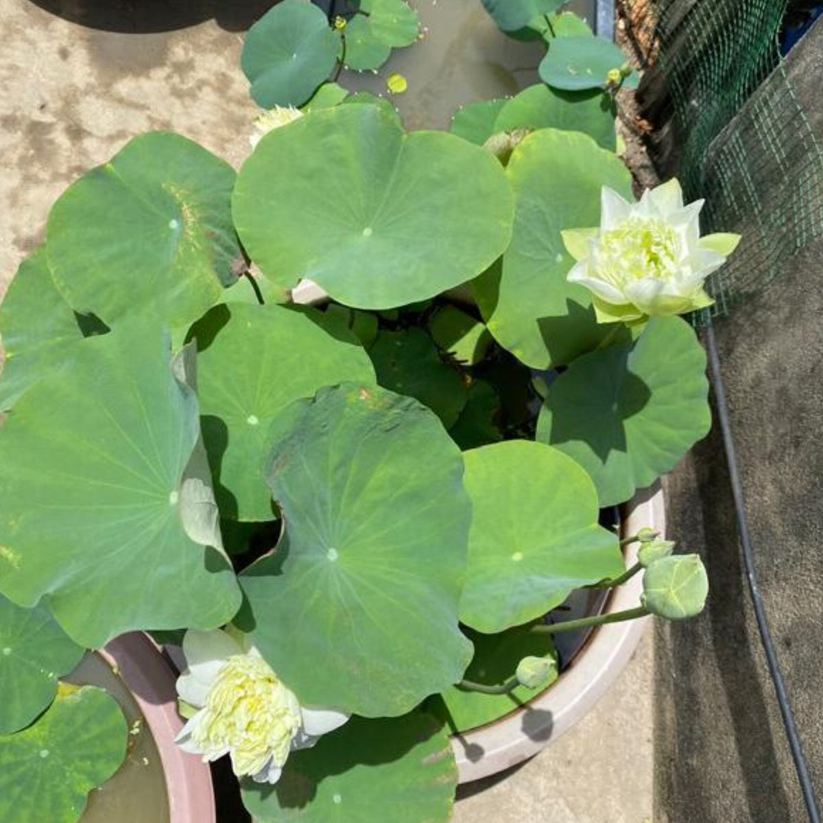 5+ Rare Seeds - Snow White Lotus Seeds, Micro/ Tea Cup Lotus