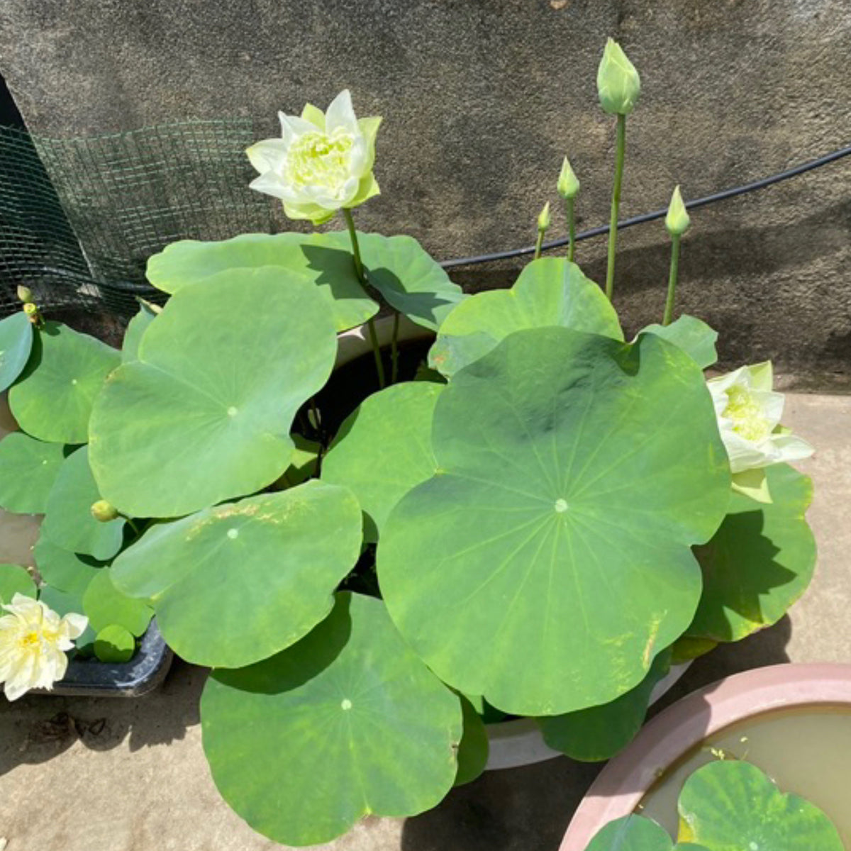 5+ Rare Seeds - Snow White Lotus Seeds, Micro/ Tea Cup Lotus