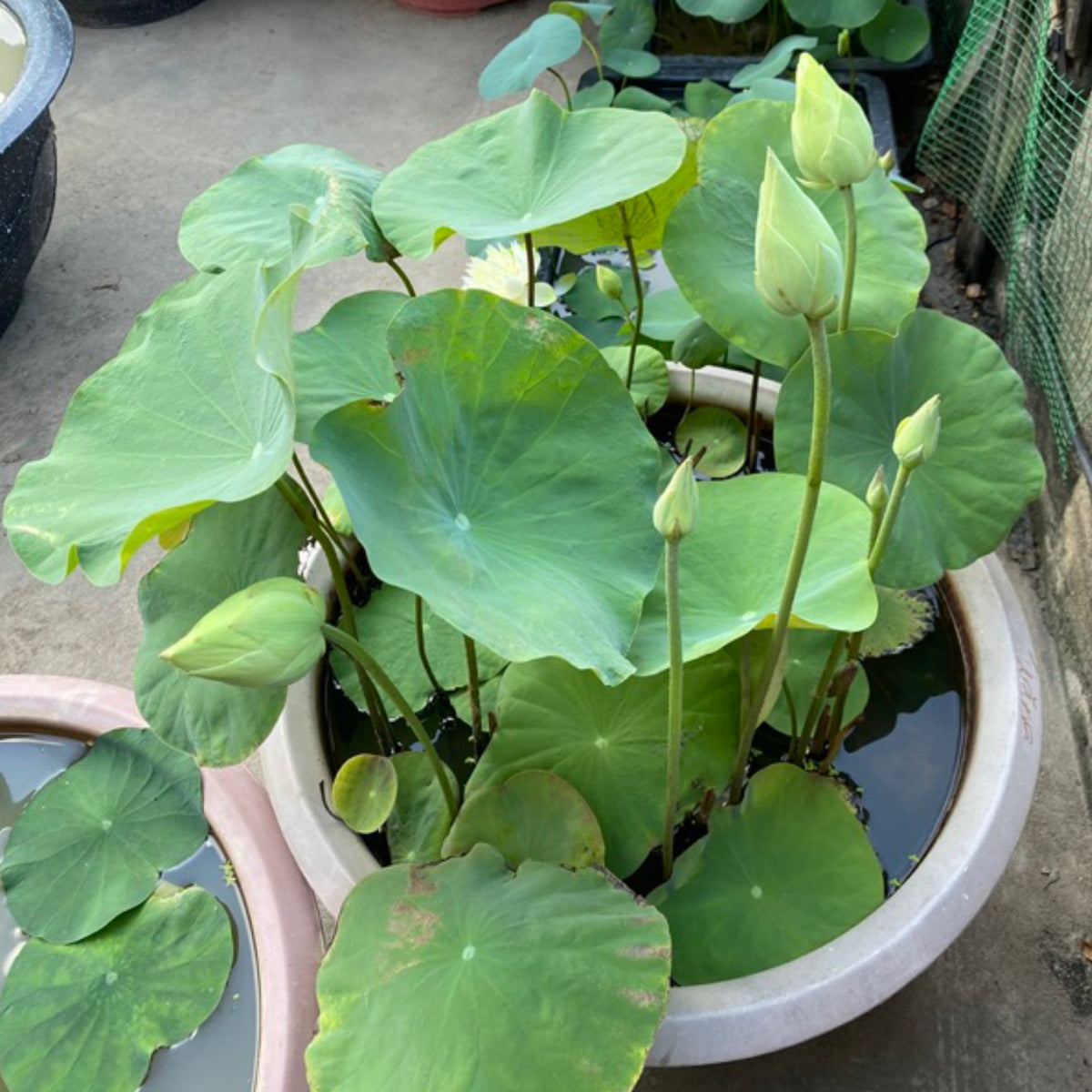 5+ Rare Seeds - Snow White Lotus Seeds, Micro/ Tea Cup Lotus
