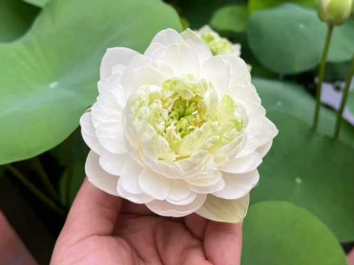 5+ Rare Seeds| Snow White Lotus seeds- Micro/ Tea Cup Lotus - Indian Lotus (Nelumbo nucifera) Seeds #Q070