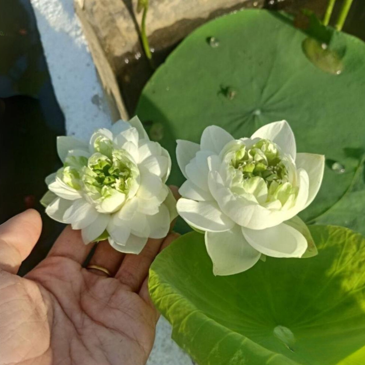 5+ Rare Seeds - Snow White Lotus Seeds, Micro/ Tea Cup Lotus