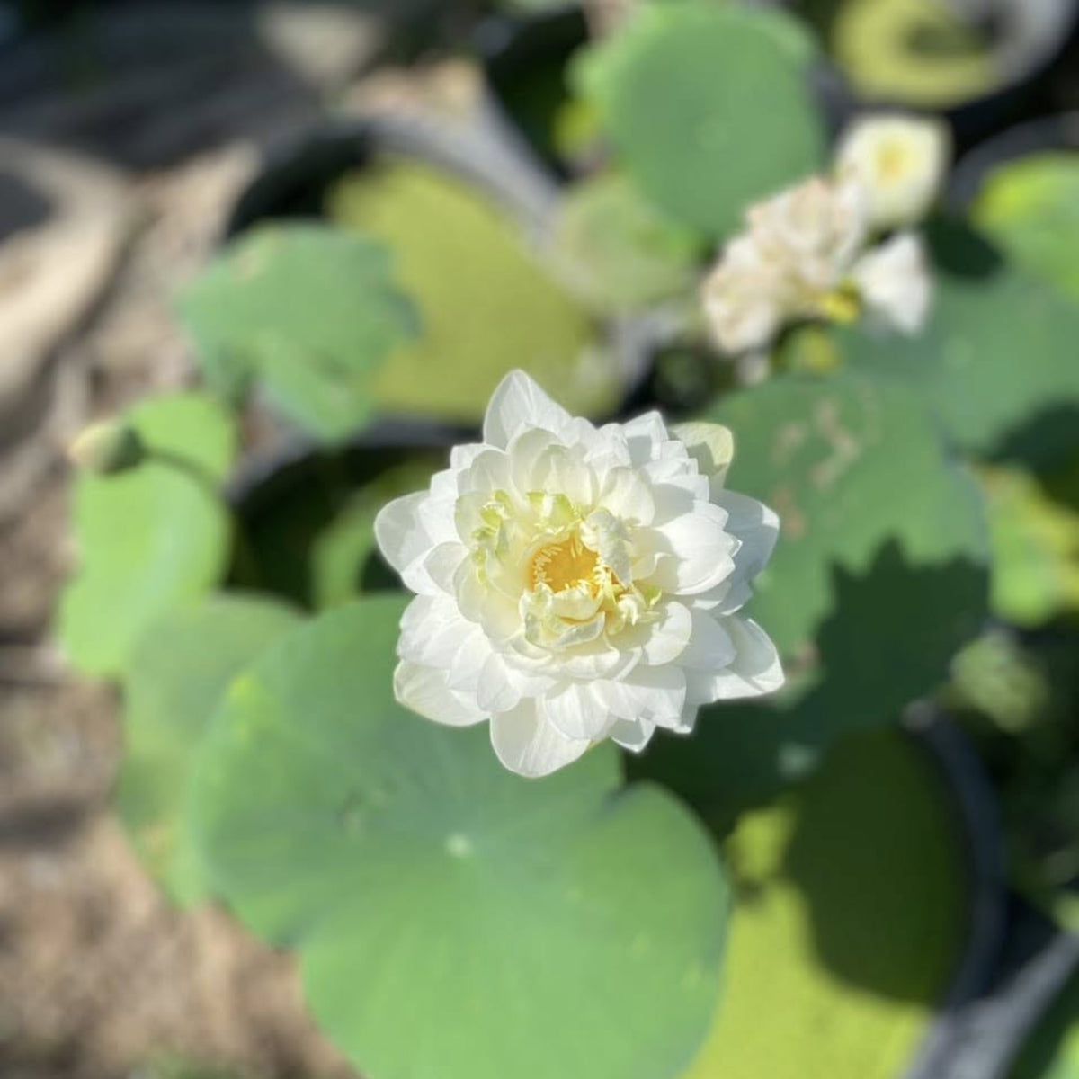 5+ Rare Seeds - Snow White Lotus Seeds, Micro/ Tea Cup Lotus