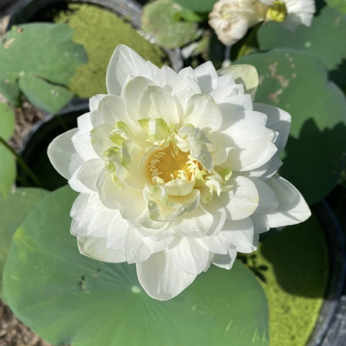 5+ Rare Seeds - Snow White Lotus Seeds, Micro/ Tea Cup Lotus
