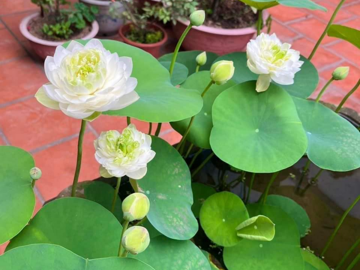 5+ Rare Seeds| Snow White Lotus seeds- Micro/ Tea Cup Lotus - Indian Lotus (Nelumbo nucifera) Seeds #Q070