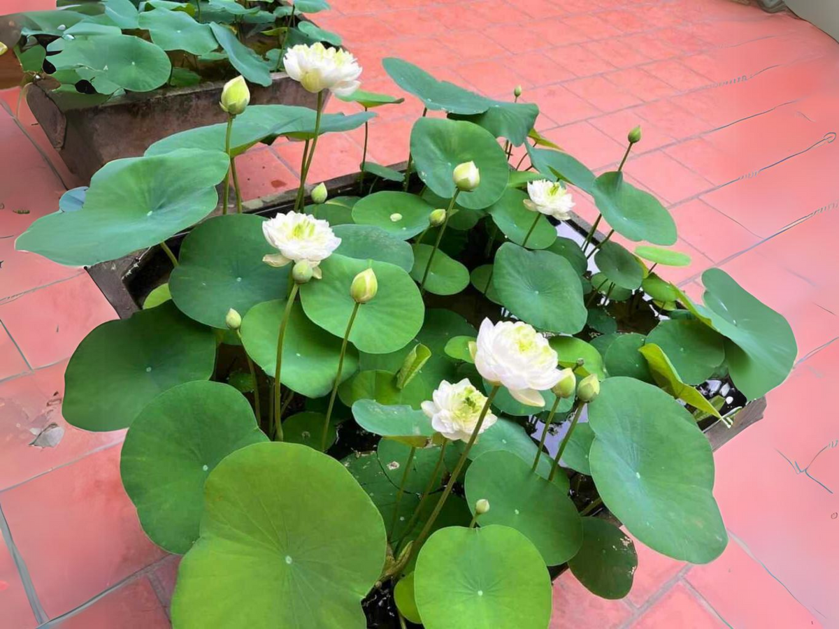 5+ Rare Seeds| Snow White Lotus seeds- Micro/ Tea Cup Lotus - Indian Lotus (Nelumbo nucifera) Seeds #Q070