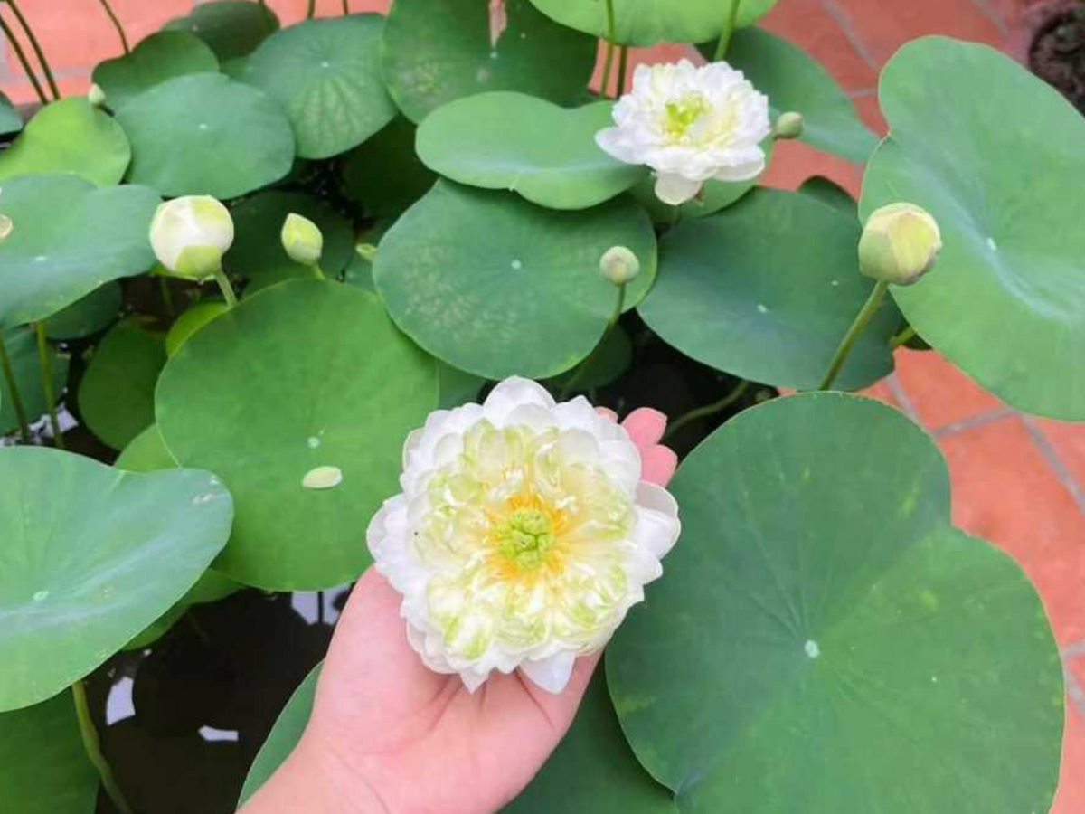 5+ Rare Seeds| Snow White Lotus seeds- Micro/ Tea Cup Lotus - Indian Lotus (Nelumbo nucifera) Seeds #Q070