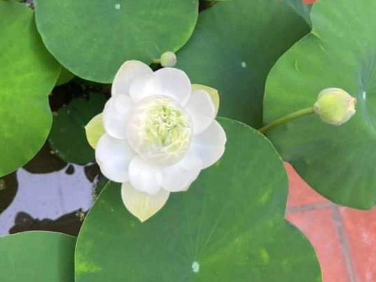 5+ Rare Seeds| Snow White Lotus seeds- Micro/ Tea Cup Lotus - Indian Lotus (Nelumbo nucifera) Seeds #Q070