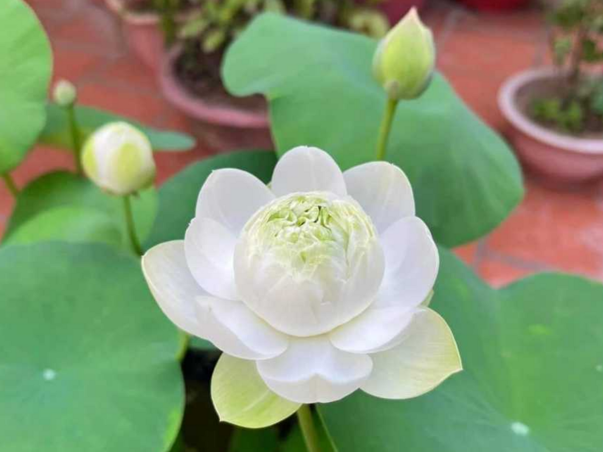 5+ Rare Seeds| Snow White Lotus seeds- Micro/ Tea Cup Lotus - Indian Lotus (Nelumbo nucifera) Seeds #Q070