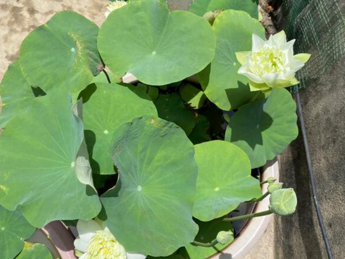 5+ Rare Seeds| Snow White Lotus seeds- Micro/ Tea Cup Lotus - Indian Lotus (Nelumbo nucifera) Seeds #Q070