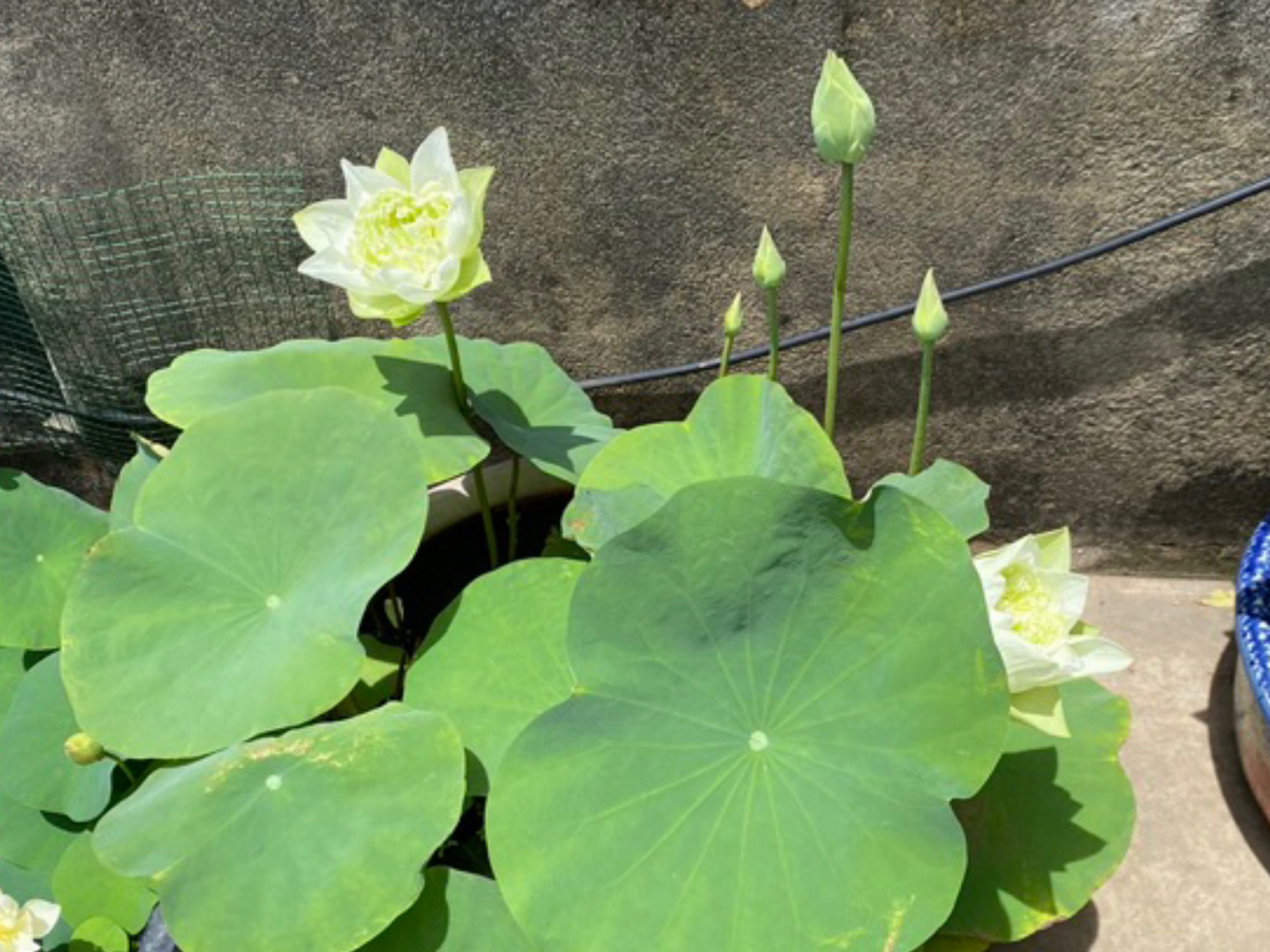 5+ Rare Seeds| Snow White Lotus seeds- Micro/ Tea Cup Lotus - Indian Lotus (Nelumbo nucifera) Seeds #Q070