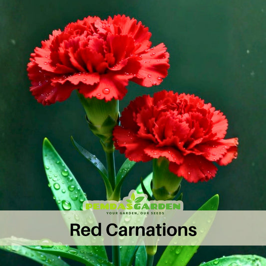 Red Carnations Seeds - Dianthus Seeds, 30 seeds