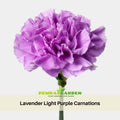 30 Lavender Light Purple Carnations - Dianthus Seeds - Open-Pollinated - Organic - Heirloom - Flower Seeds - Mix Seeds to Plant - #ca10