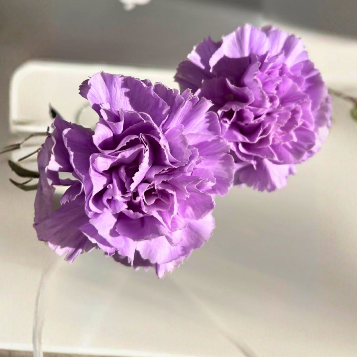 Lavender Light Purple Carnations Seeds - Dianthus Seeds, 30 seeds