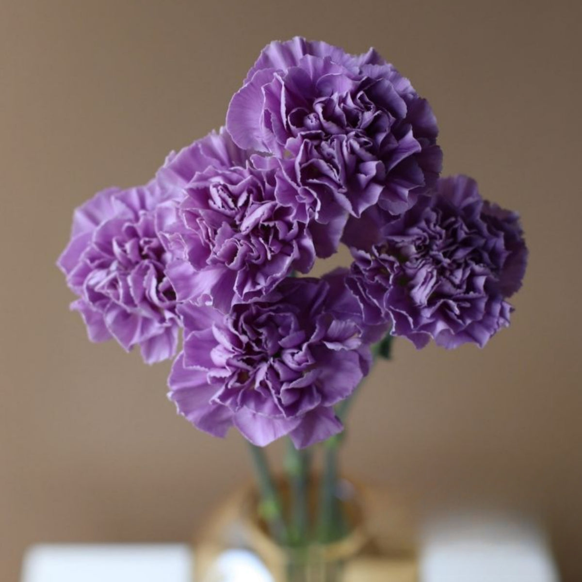 Lavender Light Purple Carnations Seeds - Dianthus Seeds, 30 seeds