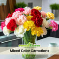 30 Mixed Color Carnations - Dianthus Seeds - Authentic - Open-Pollinated - Organic - Heirloom - Flower Seeds - Mix Seeds to Plant - #ca11