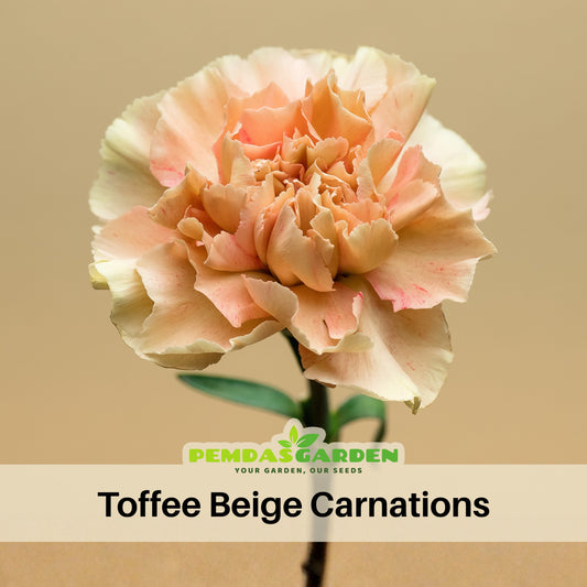 Toffee Beige Carnations Seeds - Dianthus Seeds, 30 seeds