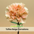 30 Toffee Beige Carnations - Dianthus Seeds - Authentic - Open-Pollinated - Organic - Heirloom - Flower Seeds - Mix Seeds to Plant - #ca12