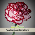 30 Bicolor Dark Pink Carnations - Dianthus Seeds - Open-Pollinated - Organic - Heirloom - Flower Seeds - Mix Seeds to Plant - #ca15