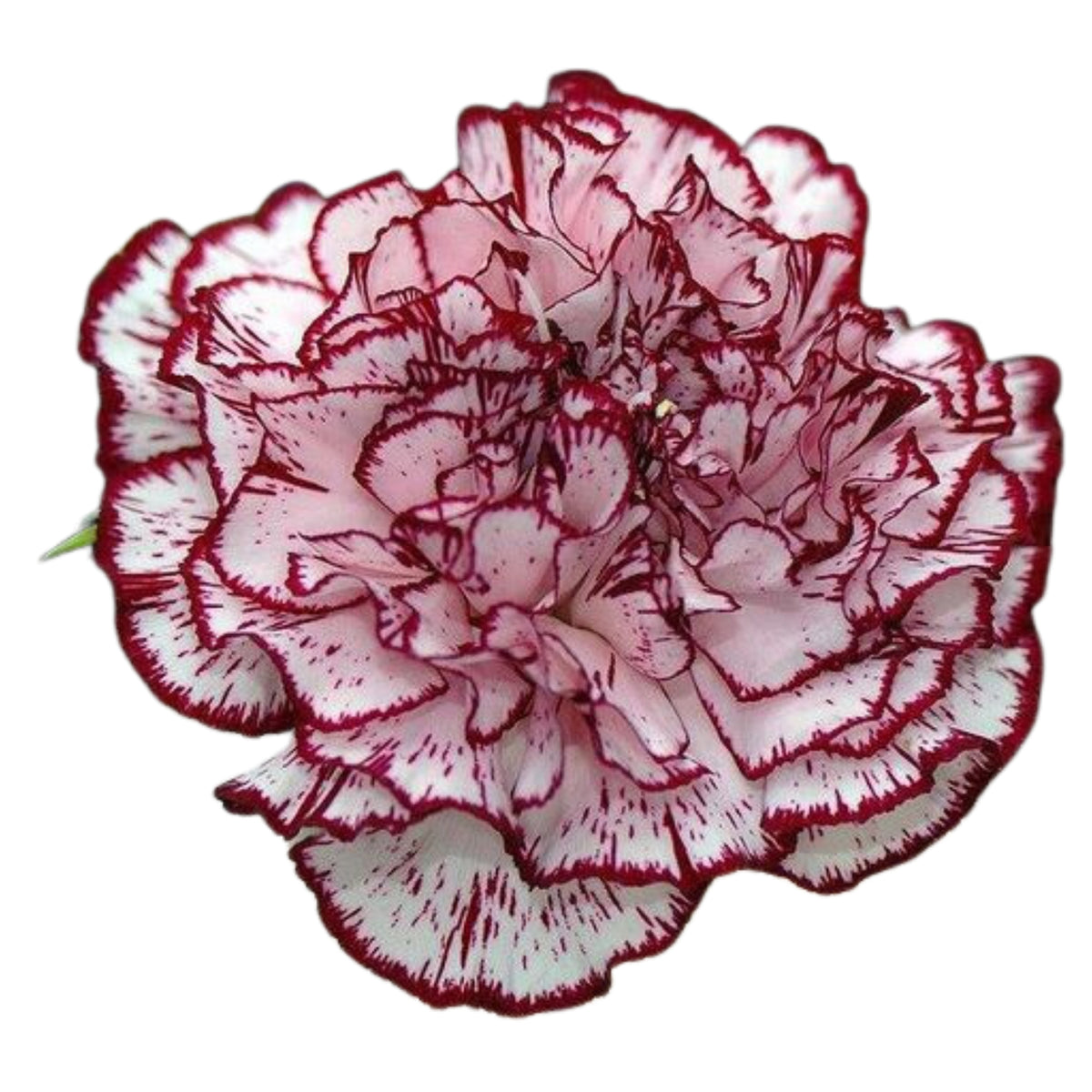 Bicolor Dark Pink Carnations Seeds - Dianthus Seeds, 30 seeds