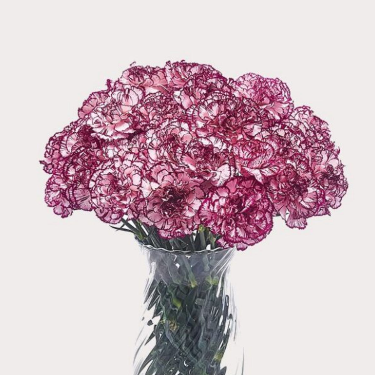 Bicolor Dark Pink Carnations Seeds - Dianthus Seeds, 30 seeds