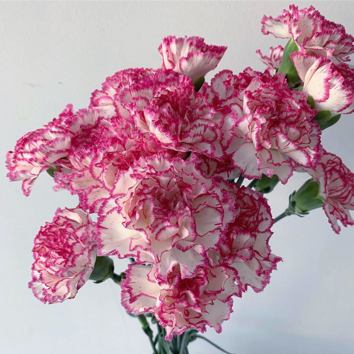 Bicolor Dark Pink Carnations Seeds - Dianthus Seeds, 30 seeds
