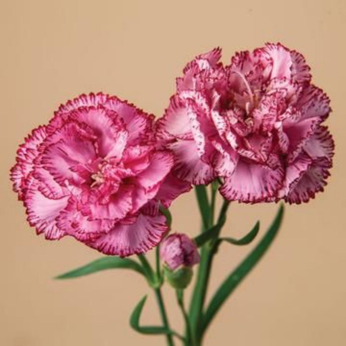 Bicolor Dark Pink Carnations Seeds - Dianthus Seeds, 30 seeds