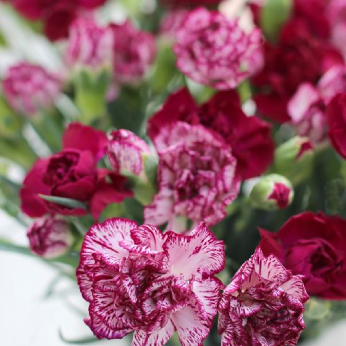 Bicolor Dark Pink Carnations Seeds - Dianthus Seeds, 30 seeds