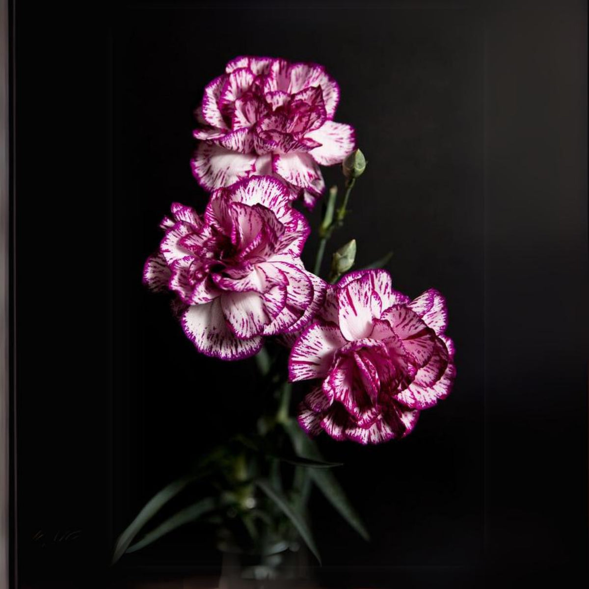 Bicolor Dark Pink Carnations Seeds - Dianthus Seeds, 30 seeds