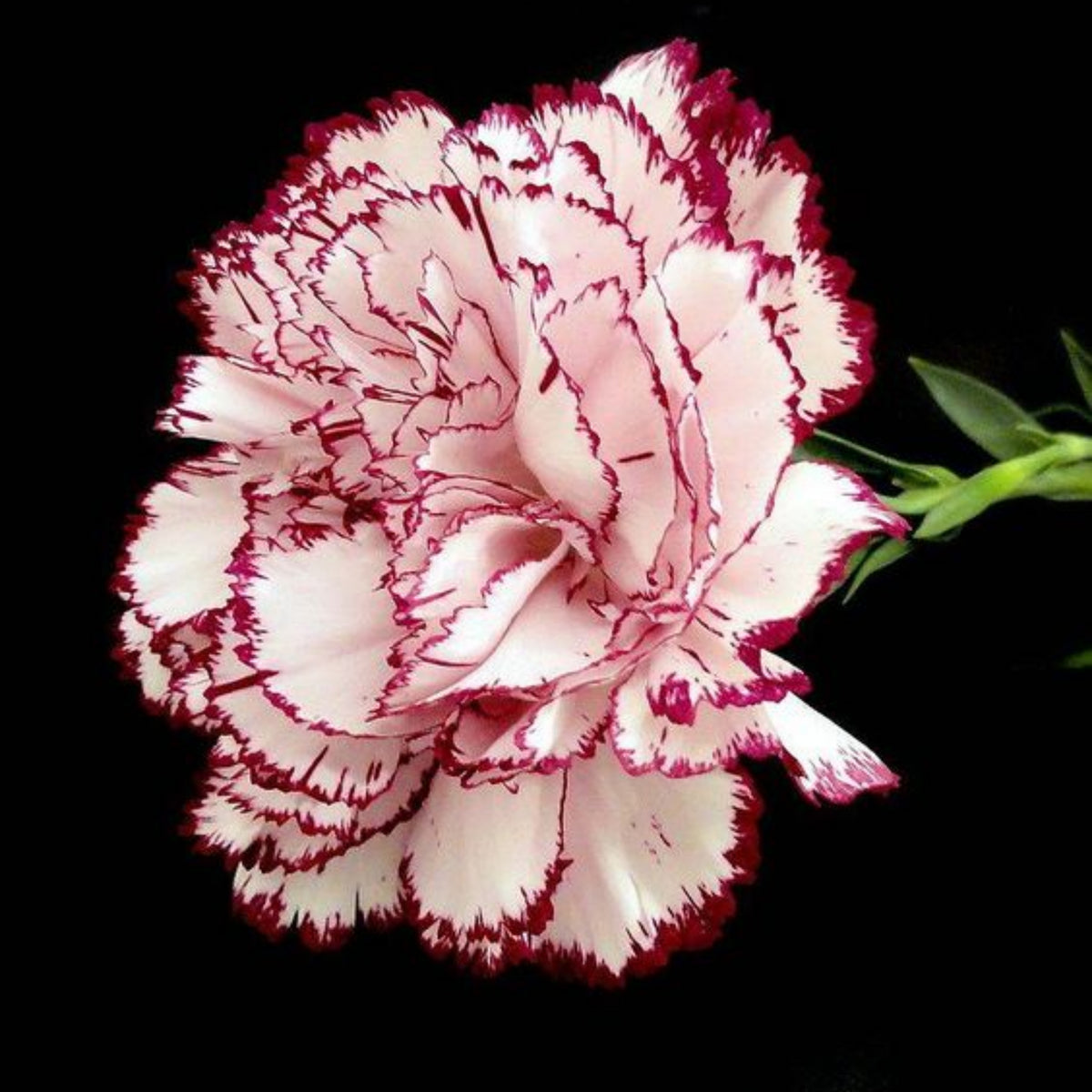 Bicolor Dark Pink Carnations Seeds - Dianthus Seeds, 30 seeds
