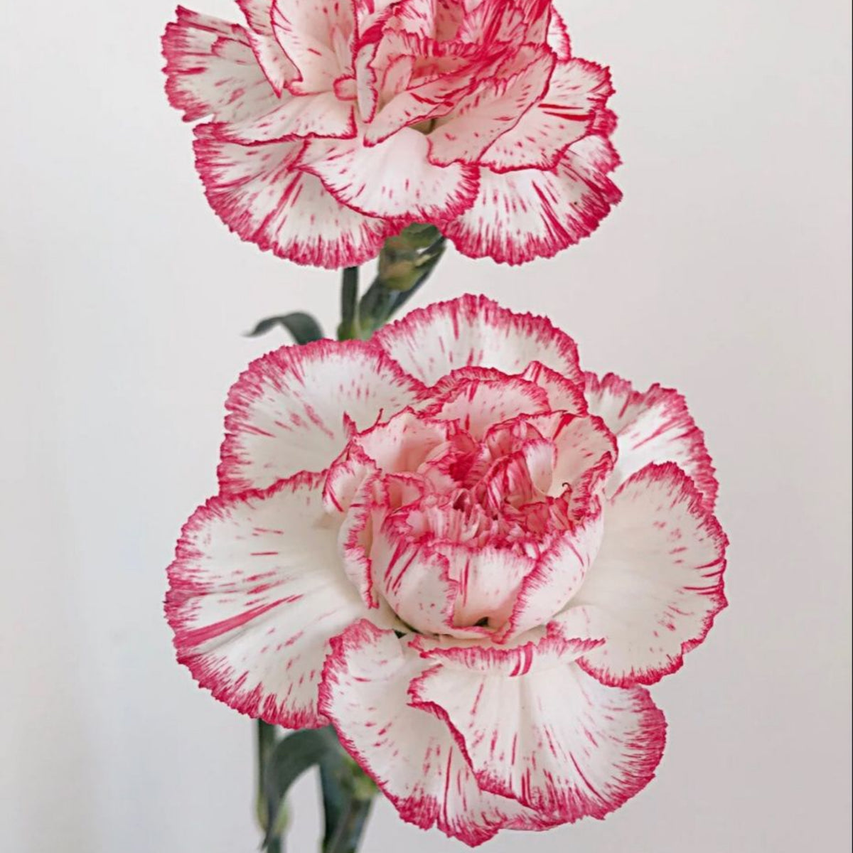 Bicolor Dark Pink Carnations Seeds - Dianthus Seeds, 30 seeds