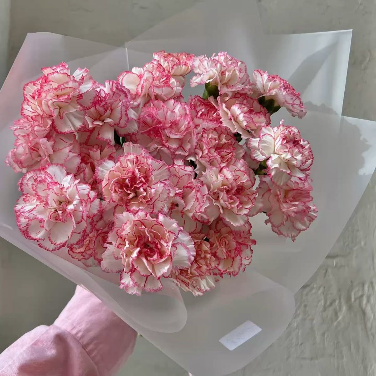 Bicolor Dark Pink Carnations Seeds - Dianthus Seeds, 30 seeds