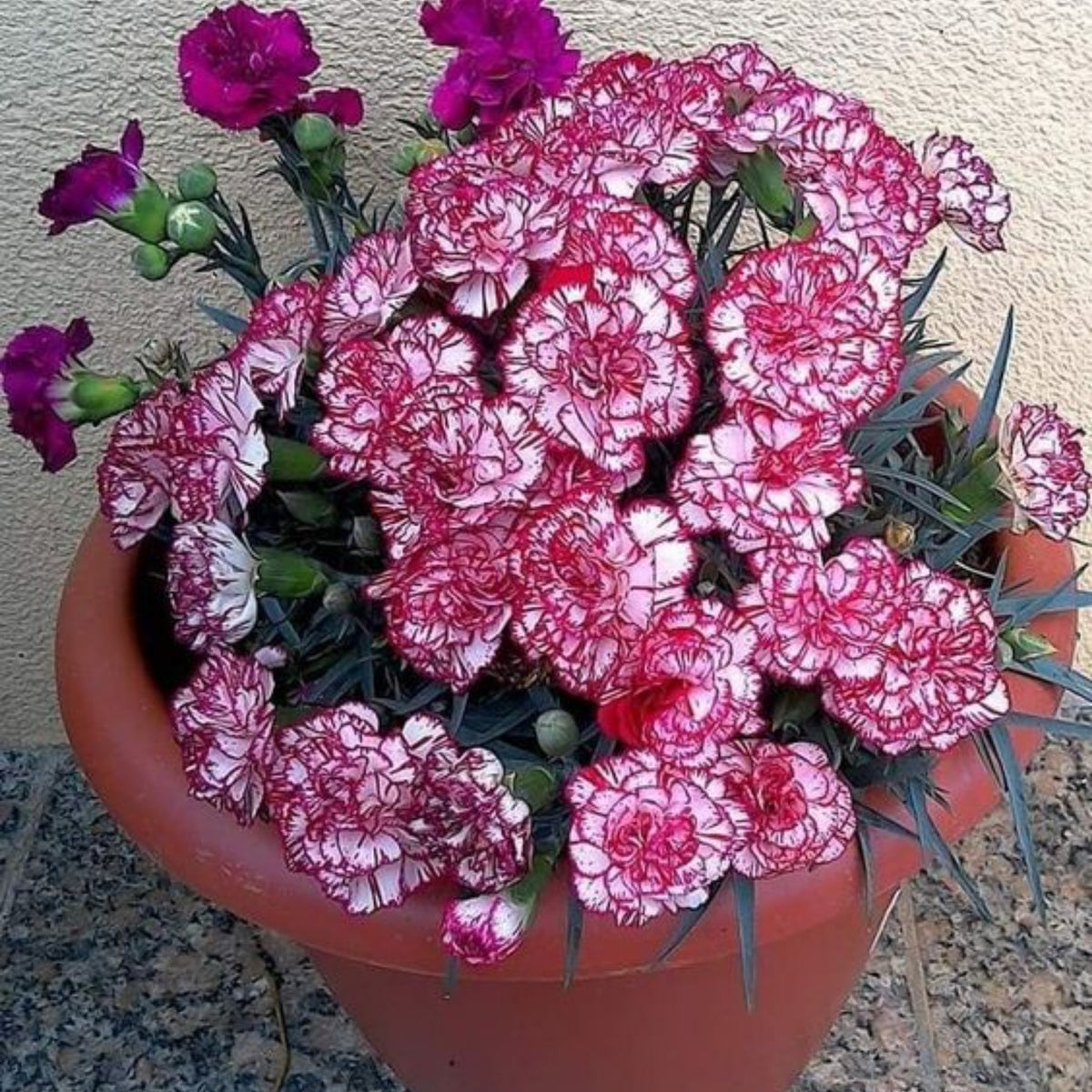 Bicolor Dark Pink Carnations Seeds - Dianthus Seeds, 30 seeds