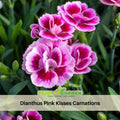 30 Dianthus Pink Kisses Carnations - Dianthus Seeds -- Open-Pollinated - Organic - Heirloom - Flower Seeds - Mix Seeds to Plant - #ca16
