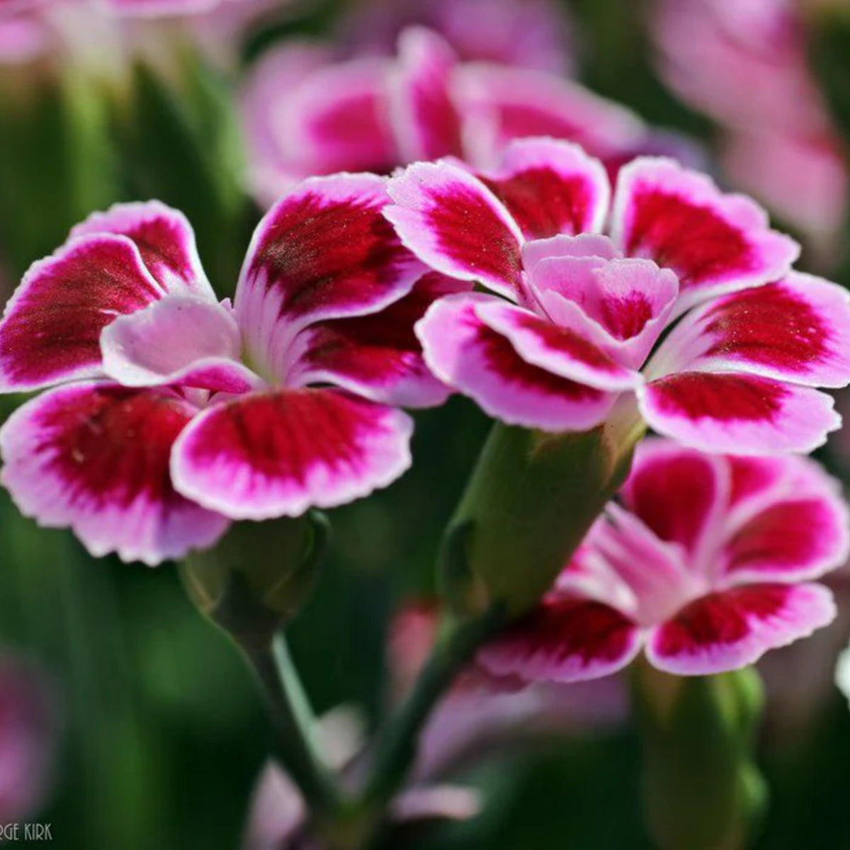 Dianthus Pink Kisses Carnations Seeds - Dianthus Seeds, 30 seeds