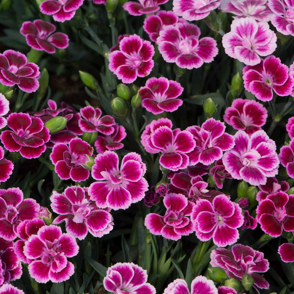 Dianthus Pink Kisses Carnations Seeds - Dianthus Seeds, 30 seeds